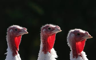 SONOMA, CA - NOVEMBER 21: Days before Thanksgiving, a group of turkeys sit in a barn at the Willie Bird Turkey Farm November 21, 2005 in Sonoma, California.  It is estimated that Over 525 million pounds of turkey are consumed at Thanksgiving.  (Photo by Justin Sullivan / Getty Images)