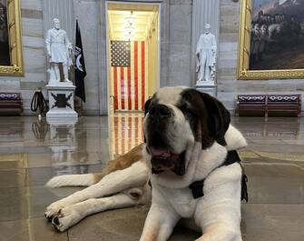 Officer Clarence, il cane che dà conforto