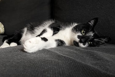 MILAN, ITALY - MAY 04: A cat on a sofa on May 04, 2020 in Milan, Italy. After getting used to spending 24 hours a day with their owners during the Covid-19 pandemic, pets could suffer from separation anxiety when people return to everyday life. (Photo by Vittorio Zunino Celotto/Getty Images)