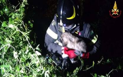 Benevento, vigili del fuoco recuperano 2 cuccioli di cane in un dirupo