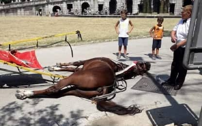 Cavallo muore in Reggia Caserta, Verdi: “Ucciso da caldo e fatica”