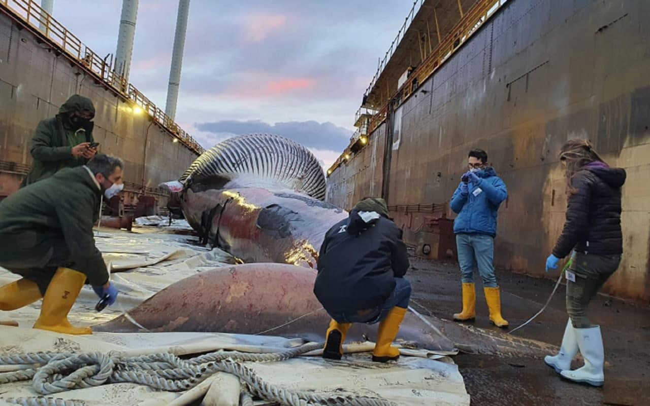 La balenottera trovata morta nel porto di Sorrento