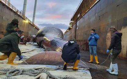 Balenottera trovata morta nel porto di Sorrento forse uccisa da virus