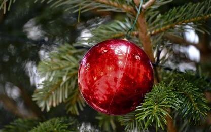 Napoli, rubato l'albero di Natale dal cortile del Consiglio comunale