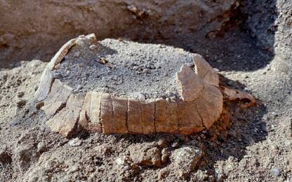 Pompei, scoperta tartaruga conservata con il suo uovo