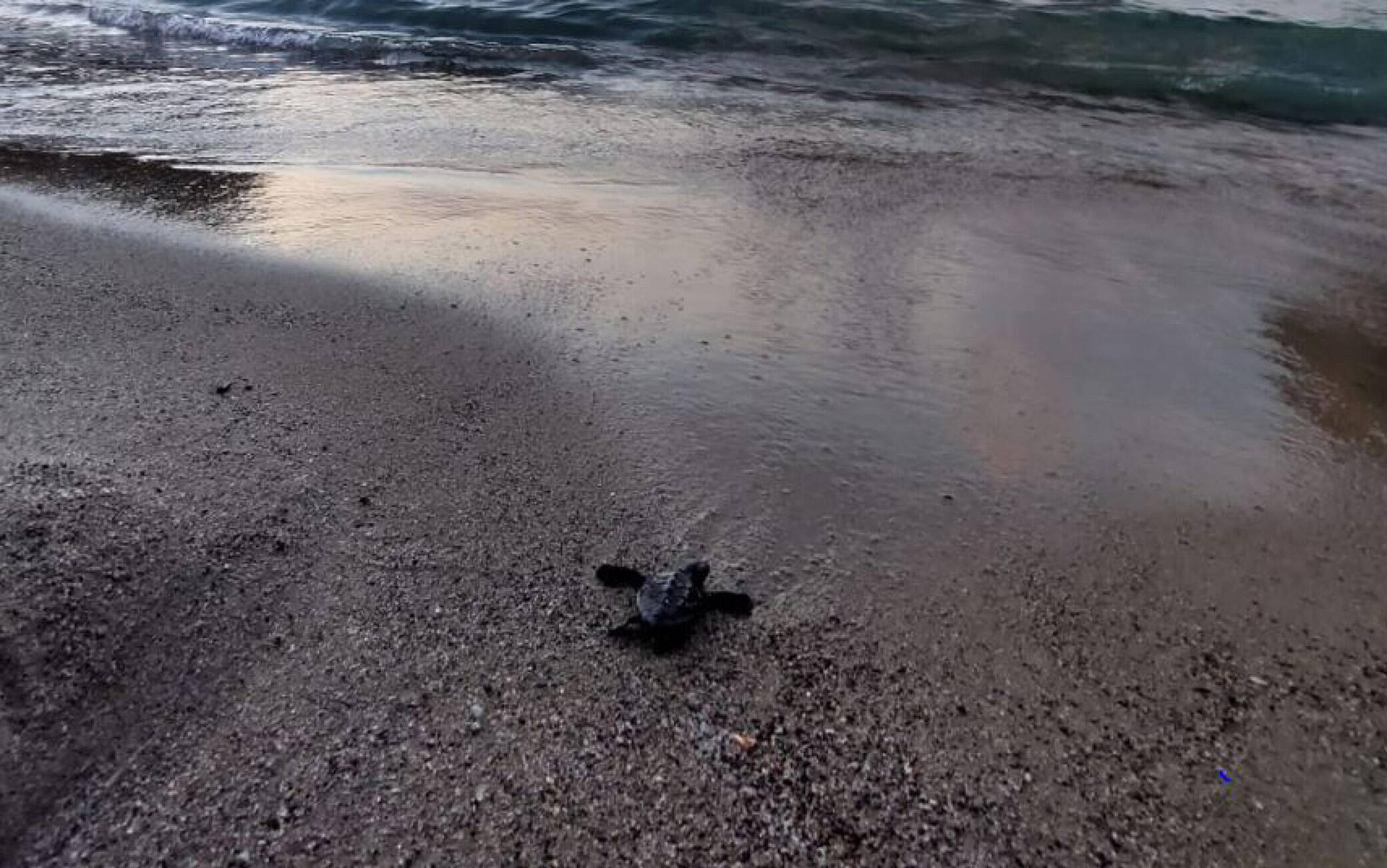 In una foto fornita da Regno di Net alcune della circa sessanta tartarughe caretta nate sulla spiaggia ischitana di San Montano, Ischia, 31 luglio 2022. Altre potrebbero nascerne ancora oggi dal nido in cui la madre
dovrebbe aver deposto le uova circa quaranta giorni fa.
Nel pomeriggio di ieri sull'arenile della baia famosa per la
spiaggia con l'acqua bassa i bagnanti si sono accorti che alcune
tartarughine erano emerse dalla sabbia e cercavano la strada
verso il mare. ANSA  +++ HO NO SALES - DITORIAL USE ONLY +++ o +++ ANSA PROVIDES ACCESS TO THIS HANDOUT PHOTO TO BE USED SOLELY TO ILLUSTRATE NEWS REPORTING OR COMMENTARY ON THE FACTS OR EVENTS DEPICTED IN THIS IMAGE; NO ARCHIVING; NO LICENSING +++