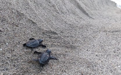 Ischia, nate 60 tartarughe sulla spiaggia di San Montano