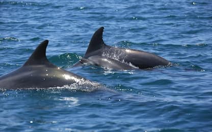 I delfini cambiano voce con i loro piccoli come l'uomo. Lo studio