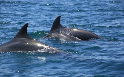"Avvistatori di delfini cercansi": al via il corso a Sorrento