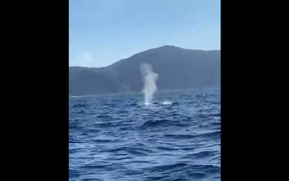 Avvistate delle balene nelle acque di Punta Campanella. VIDEO