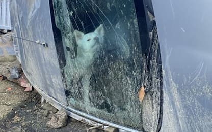 Frana a Ischia, salvato il cane che si era rifugiato nell'auto