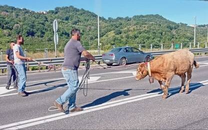 Salerno, mucca blocca traffico sull'Autostrada A2 poi viene recuperata