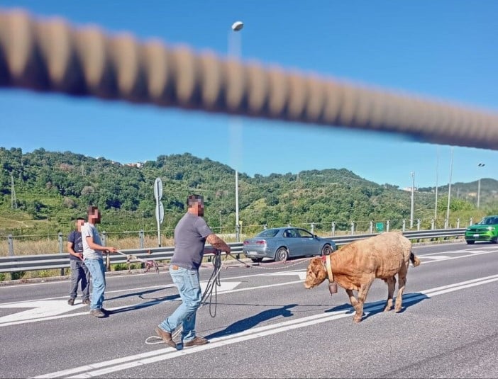 mucca salerno autostrada