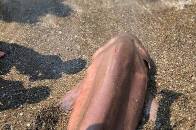Salerno, trovata carcassa di uno squalo vacca sulla spiaggia a Sapri