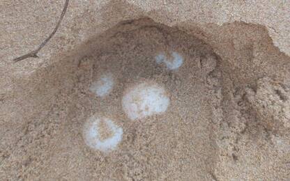 Scoperti due nidi di tartaruga marina in una spiaggia del Ragusano