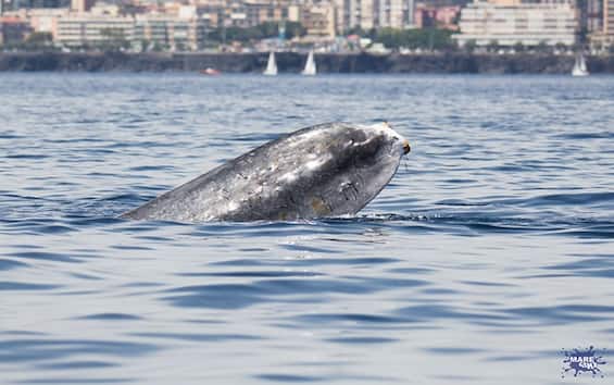 It uses, a technology to avoid the collisions of whales with ships
