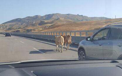 Due vitelli sulla A19 Palermo-Catania, messi in sicurezza da polizia