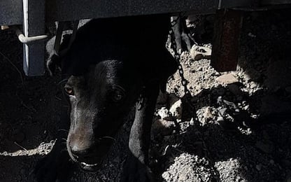 Catania, discarica abusiva e cani in mezzo ai rifiuti: due denunce
