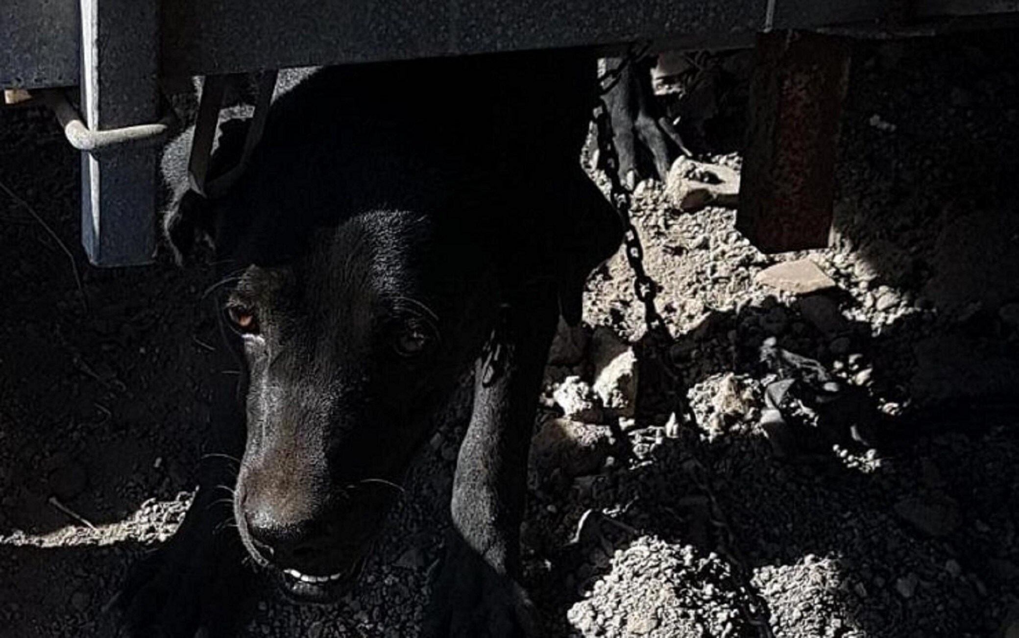 Uno dei cani trovati dalla polizia
