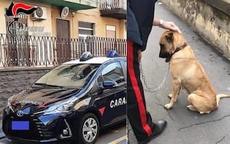 Studente universitario lascia cane in auto due ore per sostenere esame, denunciato da carabinieri a Catania