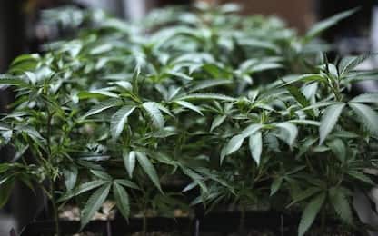 Armi e 100 chili di marijuana nell'Ennese, un arresto