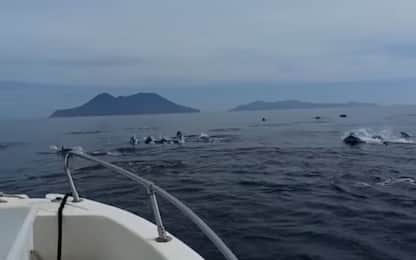 Eolie, delfini avvistati al largo dell'isola di Filicudi