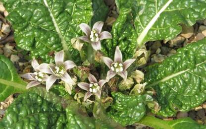 Mandragora, lotto di spinaci richiamato per sospetta contaminazione