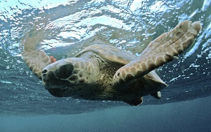 Favignana, salvate due tartarughe Caretta caretta