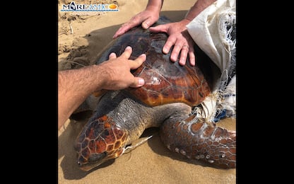 Soccorsa una tartaruga Caretta Caretta ferita nell'Agrigentino