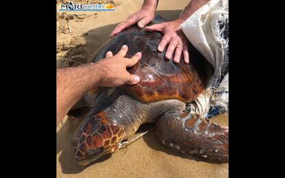 Soccorsa una tartaruga Caretta Caretta ferita nell'Agrigentino