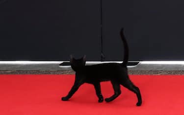epa09430484 A black cat walks along the red carpet during the UEFA Draw and Awards Ceremony at the Halic Congress Center in Istanbul, Turkey, 26 August 2021.  EPA/TOLGA BOZOGLU