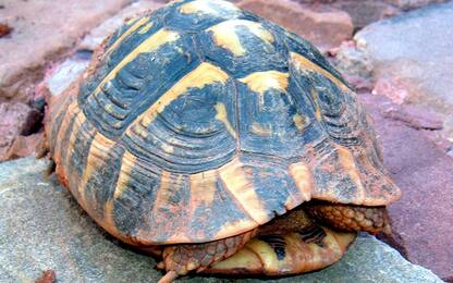 Catania, trasportavano tartarughe di specie protetta: due denunce