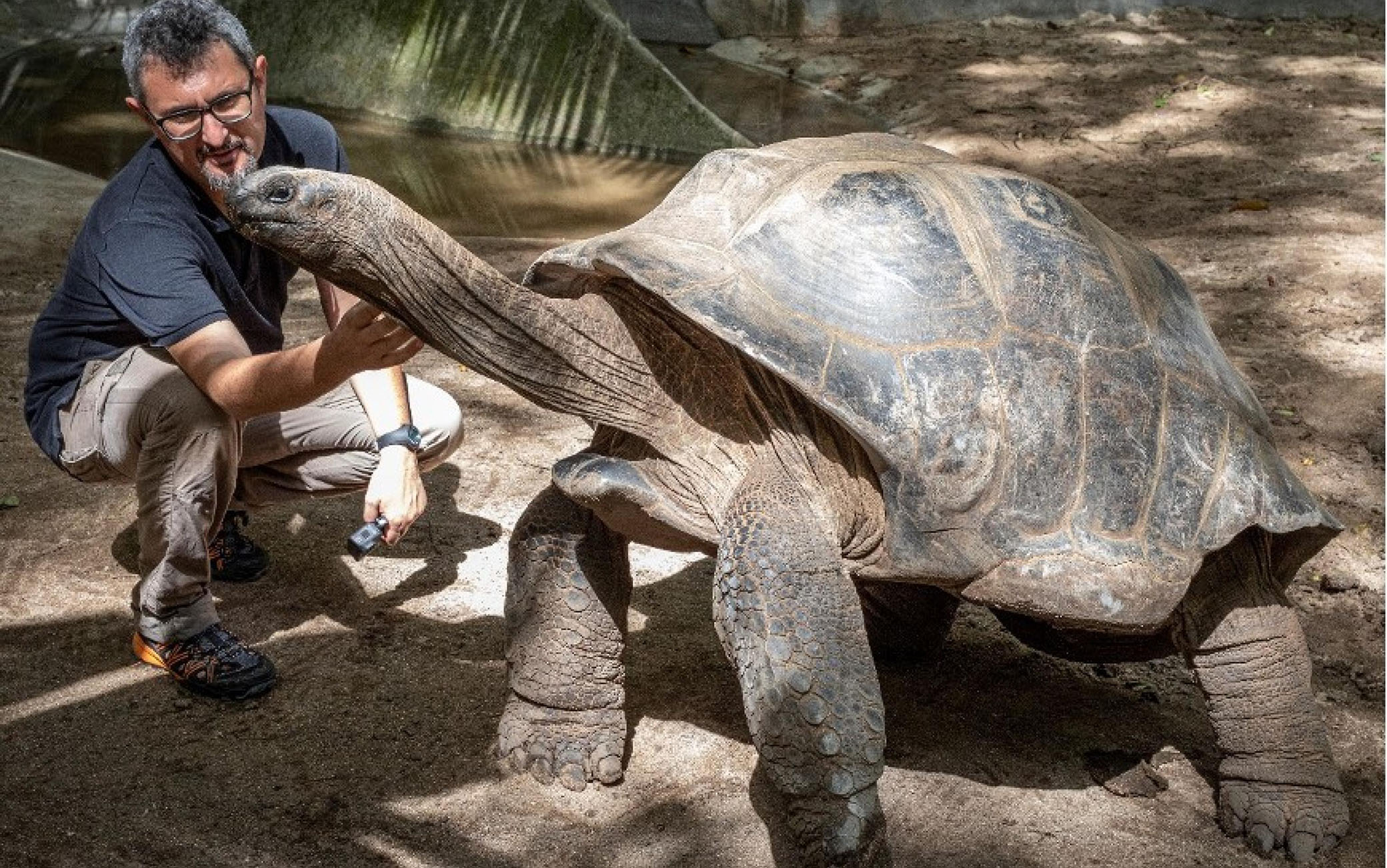 Una nuova specie di testuggine gigante è stata scoperta in una tomba in una grotta in Sicilia. In un'area funeraria attribuibile all'Età del rame, a circa 15 metri di profondità, nella grotta chiamata Zubbio di Cozzo San Pietro a Bagheria (Palermo), sono stati portati alla luce alcuni resti di una testuggine di grande taglia, il cui guscio raggiungeva probabilmente i 50-60 centimetri. Analisi al radiocarbonio dei resti hanno rivelato che il loro possessore era in vita circa 12.500 anni fa, molto prima che la grotta fosse interessata dalle attività funerarie. La presenza di un femore molto ben conservato ha consentito di confrontare le caratteristiche morfologiche della testuggine di Bagheria con quella di tutte le testuggini viventi e fossili del Bacino Mediterraneo e di stabilire che si tratta di una nuova specie, che ha richiesto anche l'istituzione di un nuovo genere. Il materiale è stato attribuito così dai ricercatori a 'Solitudo sicula', che hanno scelto quindi un nome con una certa assonanza col genere dell'unica testuggine terrestre attualmente vivente in Sicilia, Testudo, ma che allude alla rarità delle ultime testuggini di grandi dimensioni del Mediterraneo. Il lavoro di ricerca che ha portato alla scoperta è stato coordinato dal professor Massimo Delfino del Dipartimento di Scienze della Terra dell'Università di Torino, in collaborazione con un team internazionale che include, oltre all'Università di Palermo, anche istituti di ricerca e musei in Argentina, Germania, Polonia e Spagna.
ANSA/ UFFICIO STAMPA UNVERSITA' DI TORINO
+++ ANSA PROVIDES ACCESS TO THIS HANDOUT PHOTO TO BE USED SOLELY TO ILLUSTRATE NEWS REPORTING OR COMMENTARY ON THE FACTS OR EVENTS DEPICTED IN THIS IMAGE; NO ARCHIVING; NO LICENSING +++