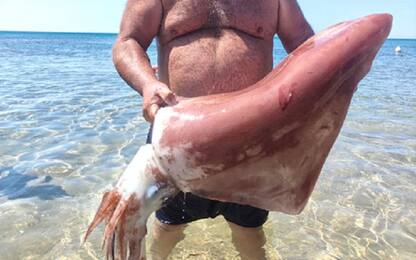 Triscina di Selinunte, un calamaro gigante pescato nei fondali