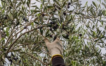 Vittoria, tagliano alberi secolari per rubare olive: tre arresti