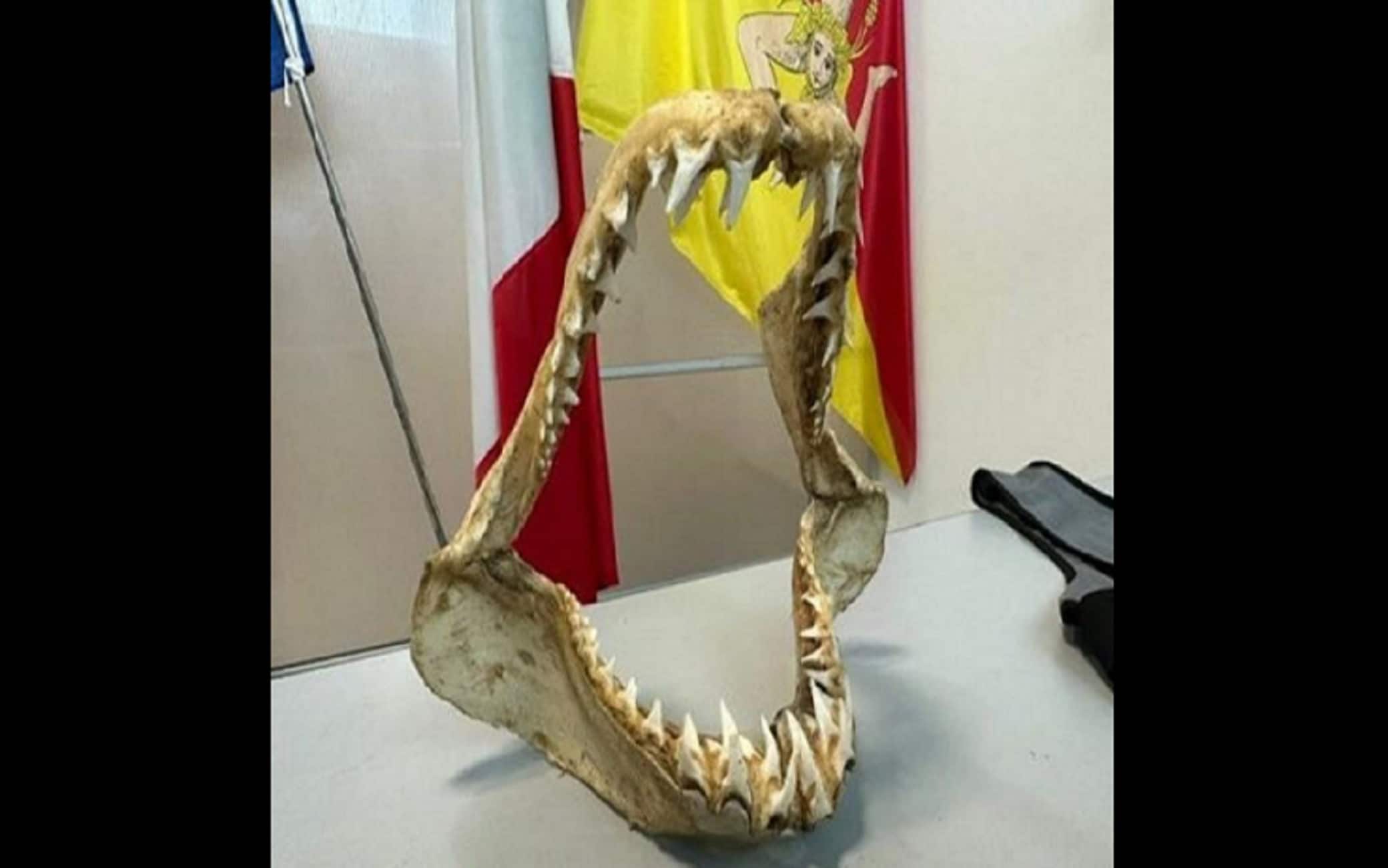 Mandibola di squalo sequestrata all'aeroporto di Palermo