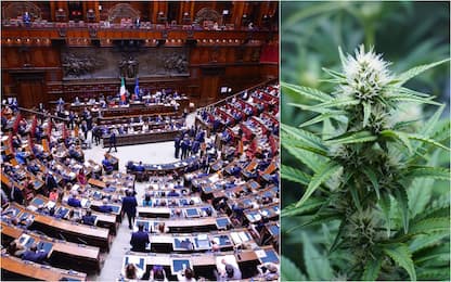 Cannabis legale, alla Camera la nuova proposta di legge: cosa prevede