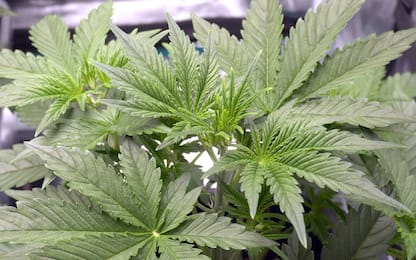 Trovate 300 piante di cannabis sui Monti Lattari: un arresto