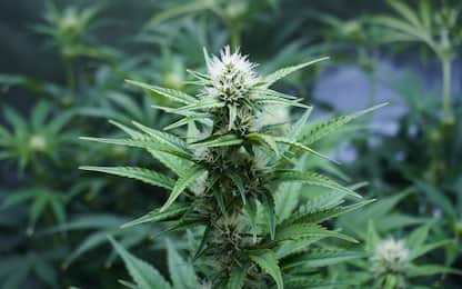 Scoperta piantagione di marijuana nel Casertano: un arresto