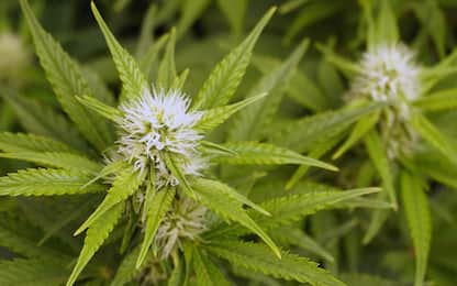 Germania, ok del governo a linee guida su legalizzazione cannabis