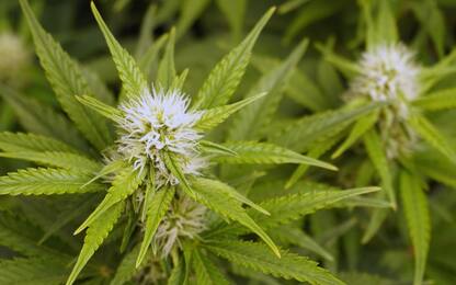 Cannabis contro il cambiamento climatico: la pianta assorbe Co2