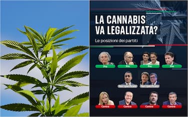00cannabis_posizioni_partiti_ipa