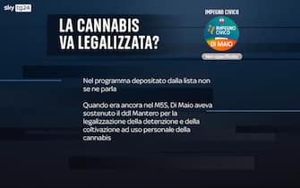 cannabis legale posizioni partiti di maio