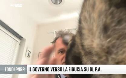 Massimo Garavaglia interrotto dal gatto durante intervista a Sky TG24