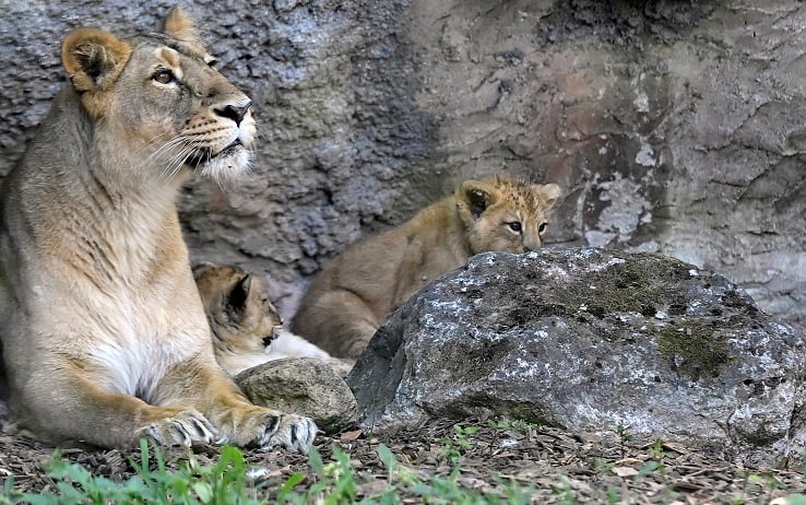 La mamma con i due cuccioli di leone asiatico appena nati al Bioparco di Roma, Roma, 10 luglio, 2020. ANSA/RICCARDO ANTIMIANI