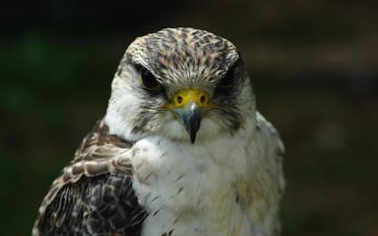 Falco ferito nel Cremonese, paese si mobilita e lo salva