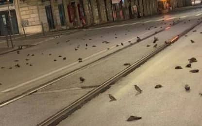 Centinaia di uccelli morti in centro a Roma per i botti di Capodanno