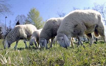 Francia, pecore iscritte a scuola per evitare chiusura di una classe