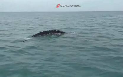 Fiumicino, avvistata balena grigia passata da costa di Napoli. VIDEO