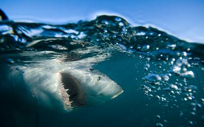 Avvistato uno squalo al largo di Santa Marinella vicino Roma